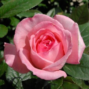 FRAGONARD (hybrid tea)